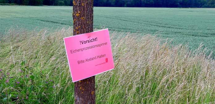 Eichenprozessionsspinner Fröndenberg